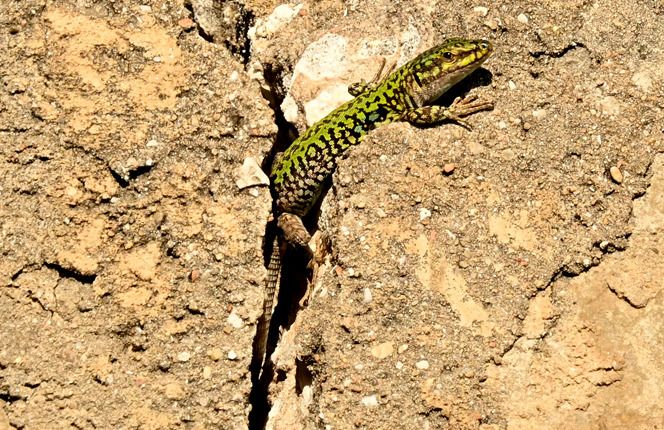 Lucertola campestre  - Rémi Fonters