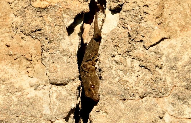 Geco comune  - Rémi Fonters