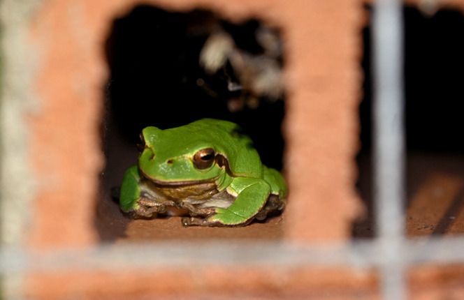 Raganella tirrenica  - Rémi Fonters