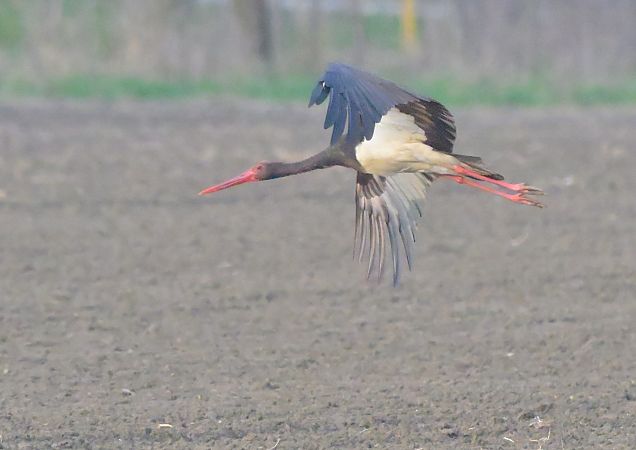 Cicogna nera  - Anonimo