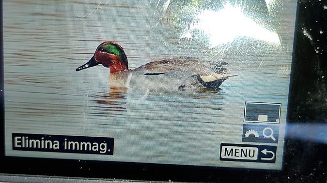 Alzavola americana  - Anonimo