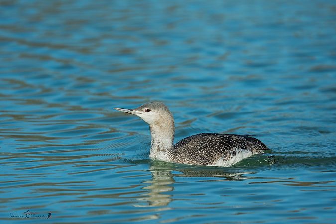 Strolaga minore  - Anonimo
