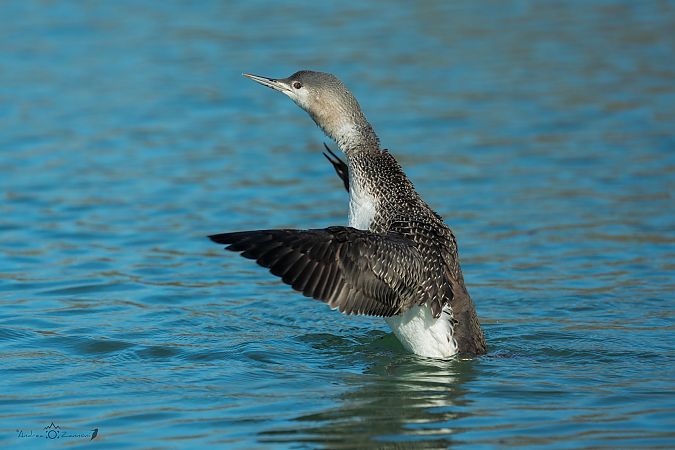 Strolaga minore  - Anonimo