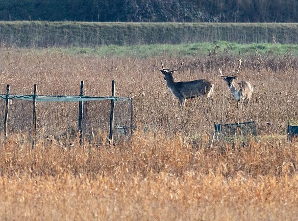 Daino  - Stefano Fantini