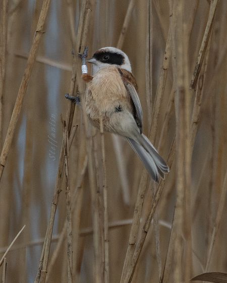Rémiz penduline  - Stefano Fantini