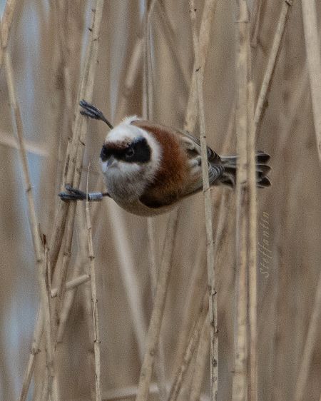 Pendolino  - Stefano Fantini