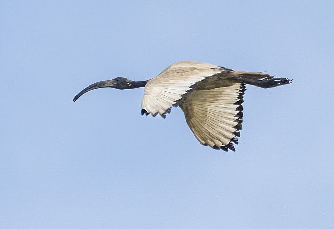 Ibis sacro  - Stefano Fantini