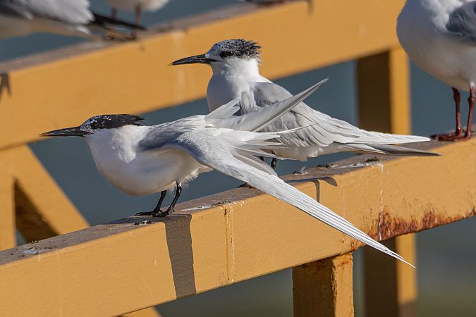Beccapesci  - Stefano Fantini