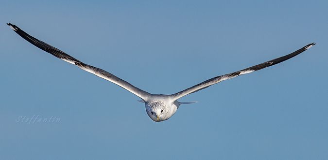 Gavina  - Stefano Fantini