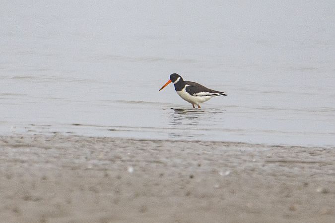 Beccaccia di mare  - Stefano Fantini