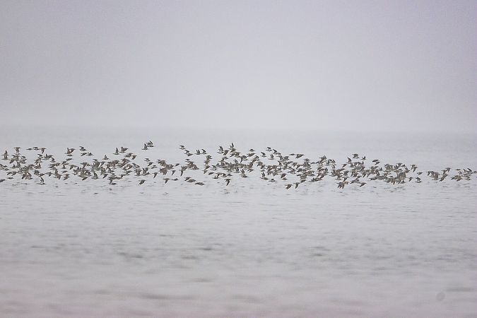 Piovanello pancianera  - Stefano Fantini