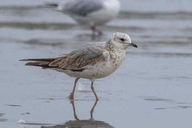 Gavina  - Stefano Fantini