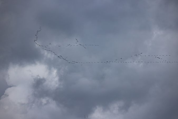 Gru  - Antonio Verduci