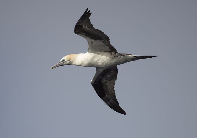 Sula  - Antonio Verduci