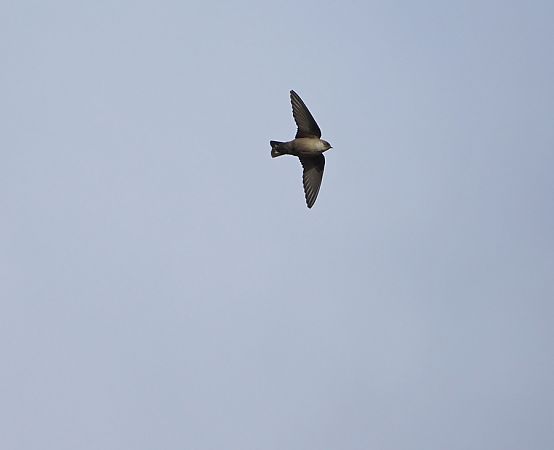 Rondine montana  - Marco Esposito