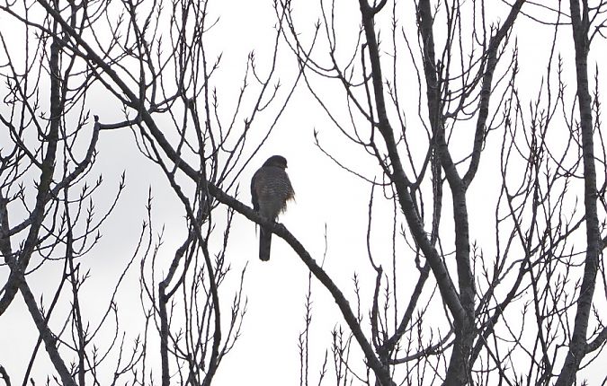 Sparviere  - Marco Esposito