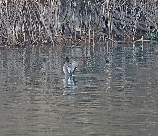 Alzavola  - Marco Esposito