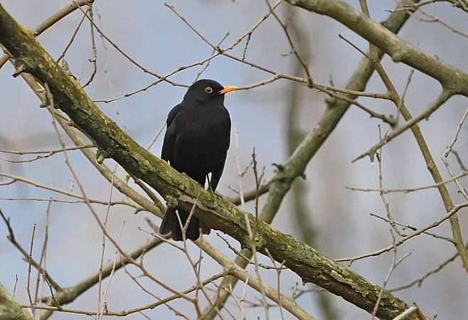 Merlo  - Marco Esposito