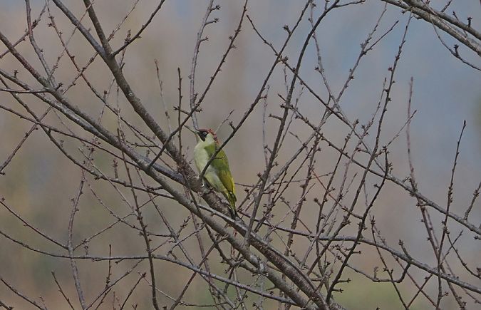 Picchio verde  - Marco Esposito