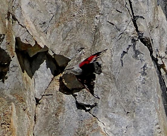 Picchio muraiolo  - Marco Esposito