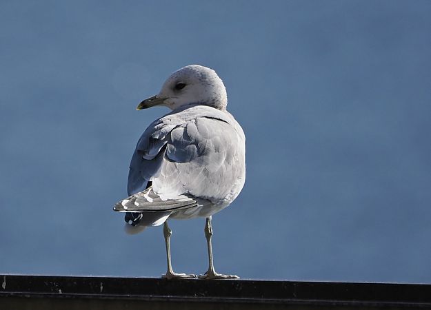 Common Gull  - Marco Esposito
