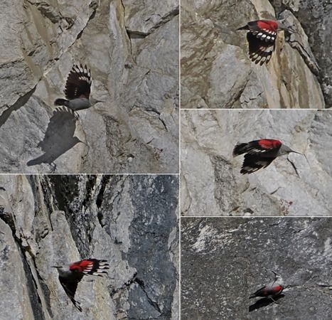 Picchio muraiolo  - Marco Esposito