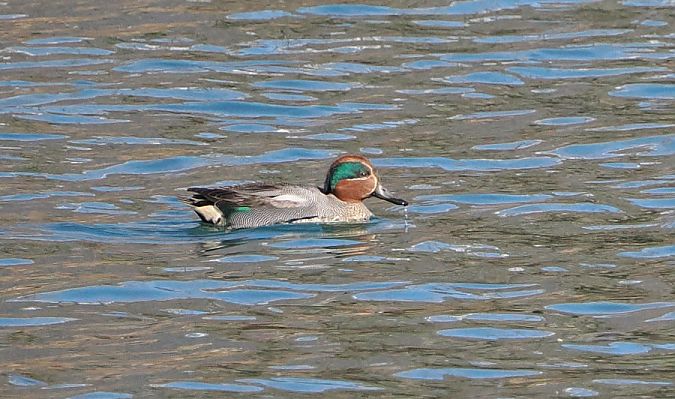 Alzavola  - Marco Esposito