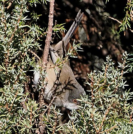 Occhiocotto  - Marco Esposito