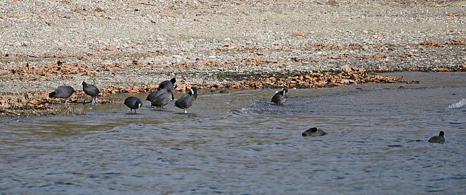 Folaga  - Marco Esposito