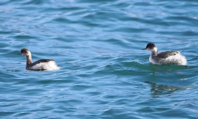 Svasso piccolo  - Marco Esposito