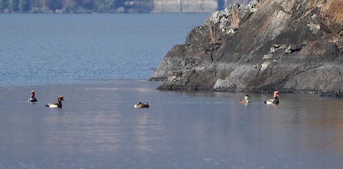Fistione turco  - Marco Esposito