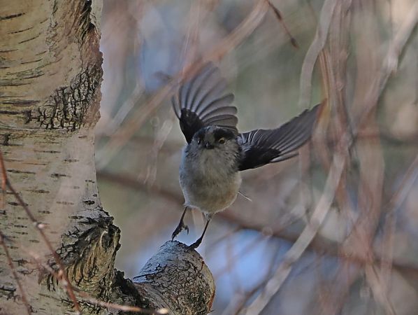 Codibugnolo  - Marco Esposito