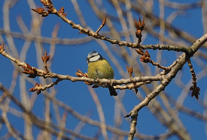 Cinciarella  - Marco Esposito