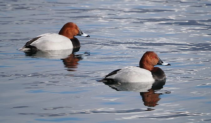 Moriglione  - Marco Esposito