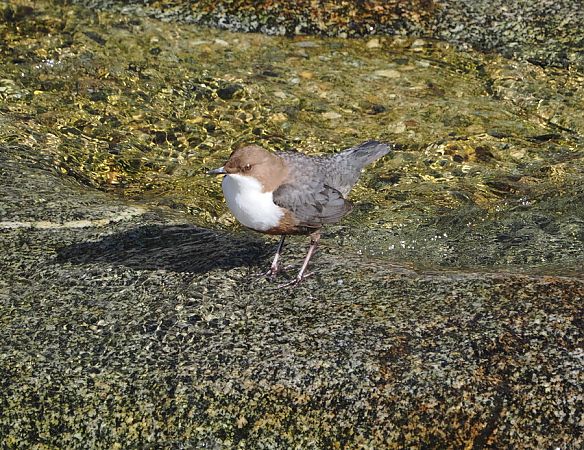 Merlo acquaiolo  - Marco Esposito
