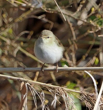 Luì piccolo  - Marco Esposito