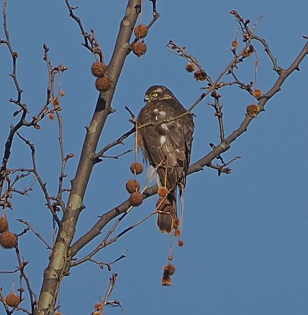 Sparviere  - Marco Esposito