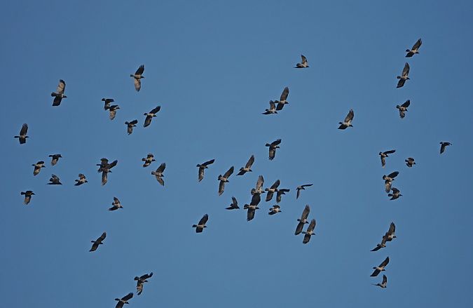 Cornacchia grigia  - Marco Esposito