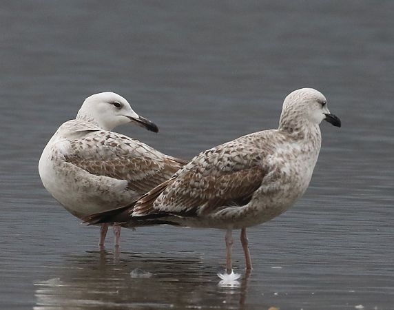 Gabbiano pontico  - Enrico Viganò