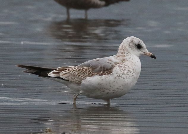 Gavina  - Enrico Viganò