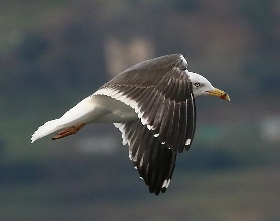 Zafferano  - Enrico Viganò