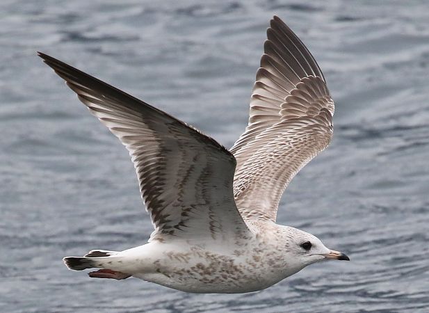 Gavina  - Enrico Viganò