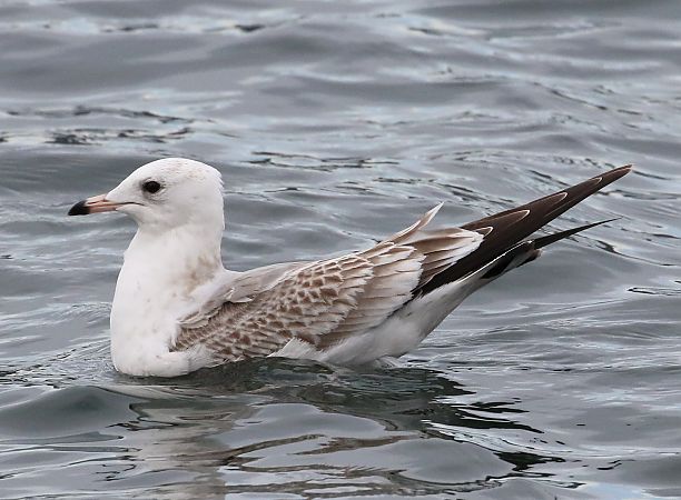 Gavina siberiana  - Enrico Viganò