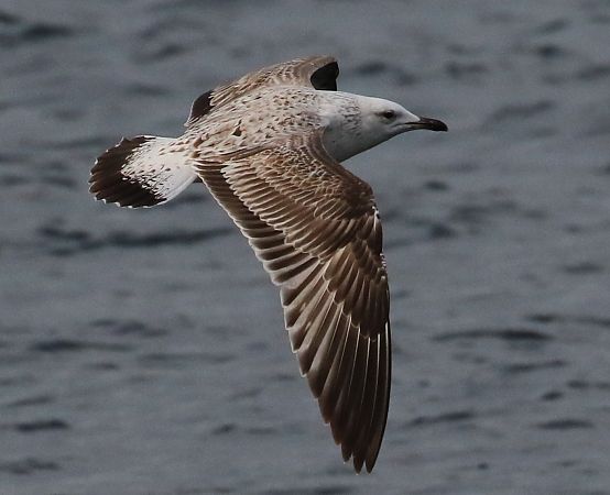 Gabbiano pontico  - Enrico Viganò