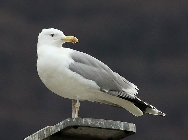 Gabbiano pontico  - Enrico Viganò
