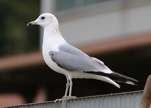 Gavina  - Enrico Viganò