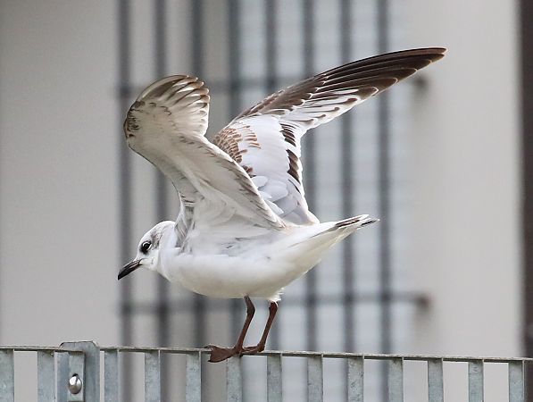 Gabbiano corallino  - Enrico Viganò