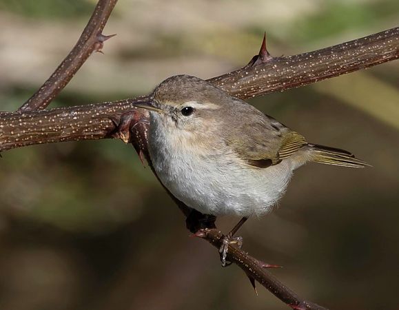 Luì siberiano  - Marco Sborgia