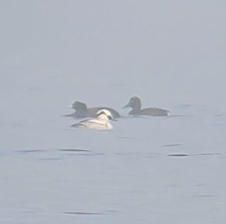 Pesciaiola  - Martina Cadin