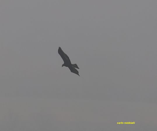 Aquila reale  - Carlo Nebbia